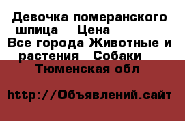 Девочка померанского шпица. › Цена ­ 40 000 - Все города Животные и растения » Собаки   . Тюменская обл.